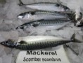 Marine Fish Fresh Big Size Mackerel Frozen